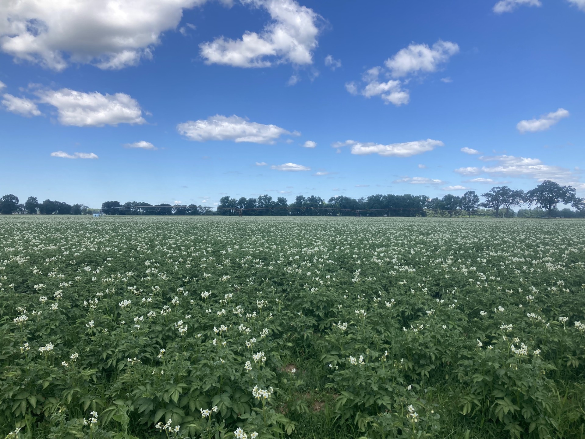 Potatoes flowering.jpg